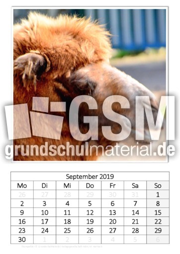 September_Trampeltier.pdf